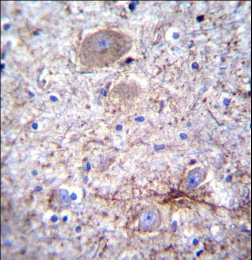 PCDHA7 Antibody immunohistochemistry of formalin-fixed and paraffin-embedded human brain tissue followed by peroxidase-conjugated secondary antibody and DAB staining.