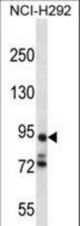 PCDHA7 Antibody western blot of NCI-H292 cell line lysates (35 ug/lane). The PCDHA7 antibody detected the PCDHA7 protein (arrow).