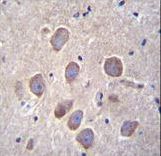 PCDHA8 Antibody immunohistochemistry of formalin-fixed and paraffin-embedded human brain tissue followed by peroxidase-conjugated secondary antibody and DAB staining.