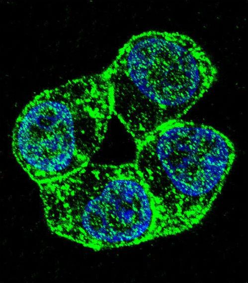 Confocal immunofluorescent of PCDHA8 Antibody with ZR-75-1 cell followed by Alexa Fluor 488-conjugated goat anti-rabbit lgG (green). DAPI was used to stain the cell nuclear (blue).