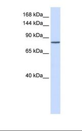 Fetal lung lysate. Antibody concentration: 1.0 ug/ml. Gel concentration: 6-18%.