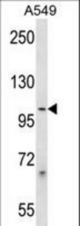 PCDHB1 Antibody western blot of A549 cell line lysates (35 ug/lane). The PCDHB1 antibody detected the PCDHB1 protein (arrow).