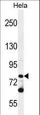 PCDHB10 Antibody western blot of HeLa cell line lysates (35 ug/lane). The PCDHB10 antibody detected the PCDHB10 protein (arrow).