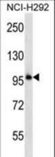 PCDHB11 Antibody western blot of NCI-H292 cell line lysates (35 ug/lane). The PCDHB11 antibody detected the PCDHB11 protein (arrow).