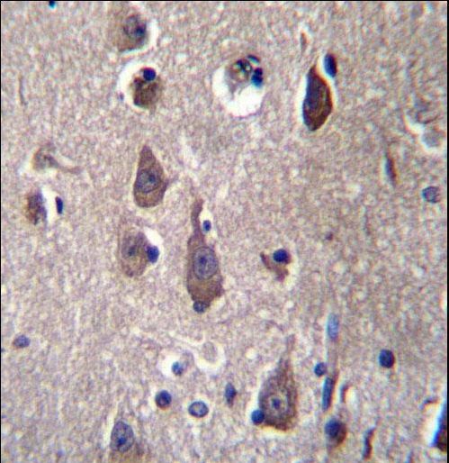 PCDHB12 Antibody immunohistochemistry of formalin-fixed and paraffin-embedded human brain tissue followed by peroxidase-conjugated secondary antibody and DAB staining.