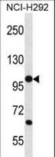 PCDHB12 Antibody western blot of NCI-H292 cell line lysates (35 ug/lane). The PCDHB12 antibody detected the PCDHB12 protein (arrow).