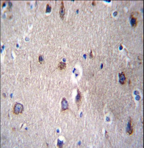PCDHB14 Antibody immunohistochemistry of formalin-fixed and paraffin-embedded human brain tissue followed by peroxidase-conjugated secondary antibody and DAB staining.