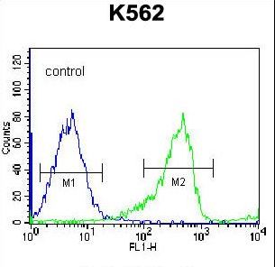 PCDHB14 Antibody flow cytometry of K562 cells (right histogram) compared to a negative control cell (left histogram). FITC-conjugated goat-anti-rabbit secondary antibodies were used for the analysis.