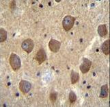 PCDHB3 Antibody immunohistochemistry of formalin-fixed and paraffin-embedded human brain tissue followed by peroxidase-conjugated secondary antibody and DAB staining.