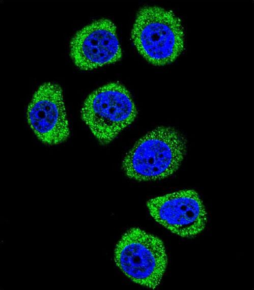Confocal immunofluorescent of PCDHB3 Antibody with U-251MG cell followed by Alexa Fluor 488-conjugated goat anti-rabbit lgG (green). DAPI was used to stain the cell nuclear (blue).