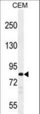 PCDHB3 Antibody western blot of CEM cell line lysates (35 ug/lane). The PCDHB3 antibody detected the PCDHB3 protein (arrow).