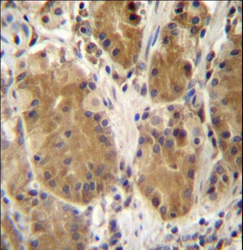 PCDHB5 Antibody immunohistochemistry of formalin-fixed and paraffin-embedded human stomach tissue followed by peroxidase-conjugated secondary antibody and DAB staining.
