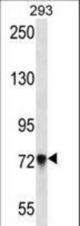 PCDHB5 Antibody western blot of 293 cell line lysates (35 ug/lane). The PCDHB5 antibody detected the PCDHB5 protein (arrow).