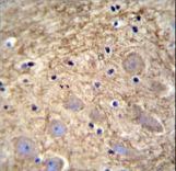 PCDHGA1 Antibody immunohistochemistry of formalin-fixed and paraffin-embedded human brain tissue followed by peroxidase-conjugated secondary antibody and DAB staining.