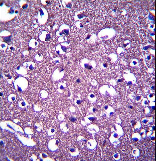 PCDHGA3 Antibody immunohistochemistry of formalin-fixed and paraffin-embedded human brain tissue followed by peroxidase-conjugated secondary antibody and DAB staining.
