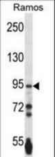 PCDHGA3 Antibody western blot of Ramos cell line lysates (35 ug/lane). The PCDHGA3 antibody detected the PCDHGA3 protein (arrow).