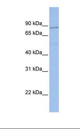 Hela cell lysate. Antibody concentration: 1.0 ug/ml. Gel concentration: 12%.