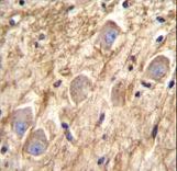PCDHGA8 Antibody immunohistochemistry of formalin-fixed and paraffin-embedded human brain tissue followed by peroxidase-conjugated secondary antibody and DAB staining.