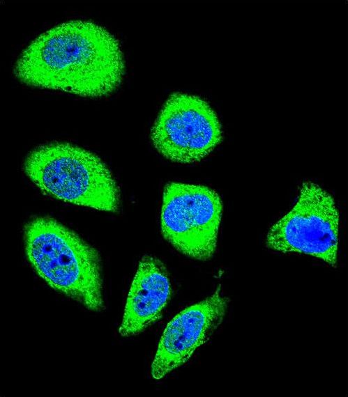 Confocal immunofluorescent of PCDHGA8 Antibody with U-251MG cell followed by Alexa Fluor 488-conjugated goat anti-rabbit lgG (green). DAPI was used to stain the cell nuclear (blue).