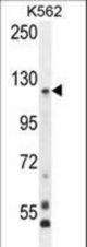 PCDHGA8 Antibody western blot of K562 cell line lysates (35 ug/lane). The PCDHGA8 antibody detected the PCDHGA8 protein (arrow).
