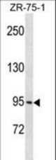PCDHGB1 Antibody western blot of ZR-75-1 cell line lysates (35 ug/lane). The PCDHGB1 antibody detected the PCDHGB1 protein (arrow).