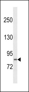 PCDHGB2 Antibody western blot of U251 cell line lysates (35 ug/lane). The PCDHGB2 Antibody detected the PCDHGB2 protein (arrow).