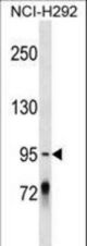 PCDHGC4 Antibody western blot of NCI-H292 cell line lysates (35 ug/lane). The PCDHGC4 antibody detected the PCDHGC4 protein (arrow).