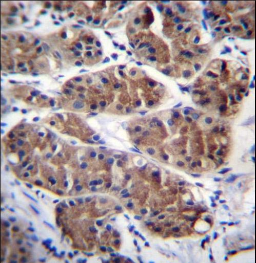 PCDHGC5 Antibody immunohistochemistry of formalin-fixed and paraffin-embedded human stomach tissue followed by peroxidase-conjugated secondary antibody and DAB staining.