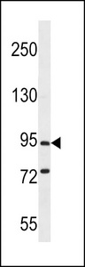 PCDHGC5 Antibody western blot of mouse brain tissue lysates (35 ug/lane). The PCDHGC5 antibody detected the PCDHGC5 protein (arrow).