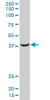 PCGF2 monoclonal antibody (M03), clone 4D6. Western Blot analysis of PCGF2 expression in human liver.