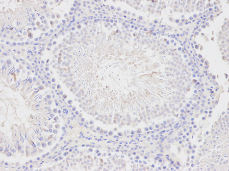 Immunohistochemistry of paraffin-embedded rat testis using PCK1 antibody at dilution of 1:200 (200x lens).