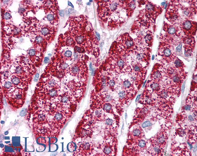 Anti-PCK1 antibody IHC of human adrenal. Immunohistochemistry of formalin-fixed, paraffin-embedded tissue after heat-induced antigen retrieval. Antibody LS-B1555 concentration 5 ug/ml.