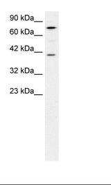 HepG2 Cell Lysate