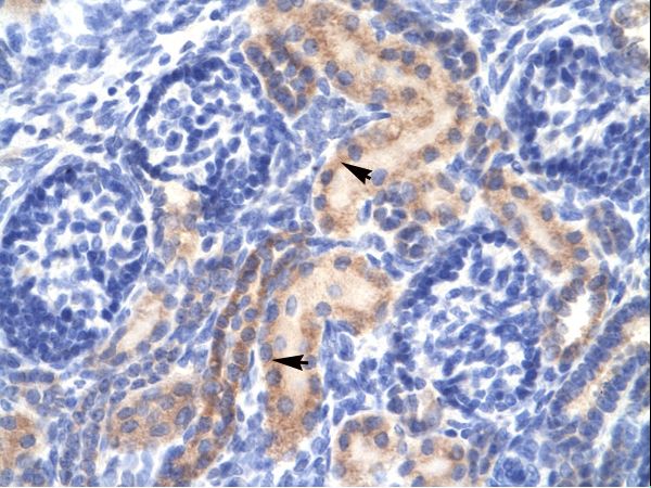 PCK1 antibody LS-C31340 was used in IHC to stain formalin-fixed, paraffin-embedded human kidney.