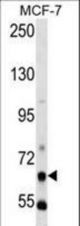 PCK1 Antibody western blot of MCF-7 cell line lysates (35 ug/lane). The PCK1 antibody detected the PCK1 protein (arrow).