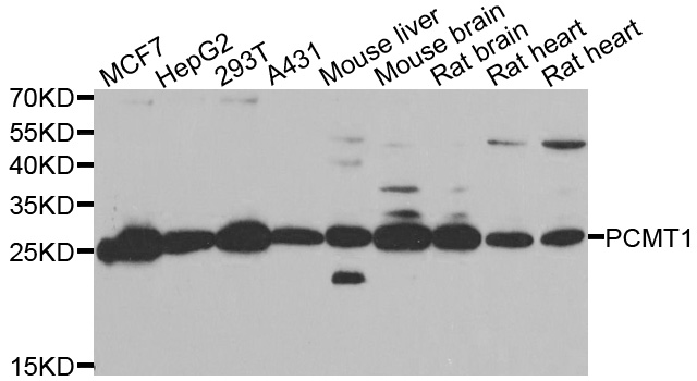 Western blot analysis of extracts of various cell lines, using PCMT1 antibody.