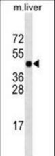 PCMTD1 Antibody western blot of mouse liver tissue lysates (35 ug/lane). The PCMTD1 antibody detected the PCMTD1 protein (arrow).