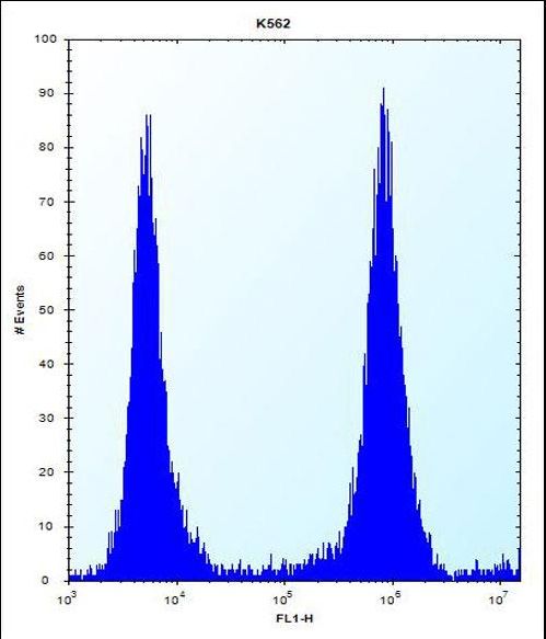 MCF2 Antibody flow cytometry of K562 cells (right histogram) compared to a negative control cell (left histogram). FITC-conjugated donkey-anti-rabbit secondary antibodies were used for the analysis.