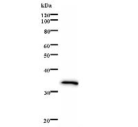 Western blot analysis of immunized recombinant protein, using anti-PCNP monoclonal antibody.