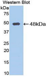 Western blot of recombinant PCOLCE.