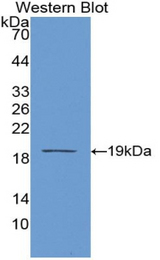 Western blot of recombinant PCOLCE.