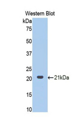 Western blot of recombinant PCOLCE2.