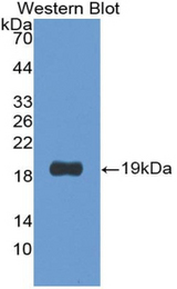 Western blot of recombinant PCOLCE2.