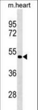 PCOLCE2 Antibody western blot of mouse heart tissue lysates (35 ug/lane). The PCOLCE2 antibody detected the PCOLCE2 protein (arrow).
