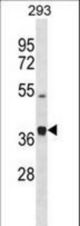 PCOLCE2 Antibody western blot of 293 cell line lysates (35 ug/lane). The PCOLCE2 antibody detected the PCOLCE2 protein (arrow).
