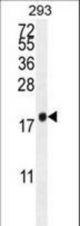 PCOTH Antibody western blot of 293 cell line lysates (35 ug/lane). The PCOTH antibody detected the PCOTH protein (arrow).