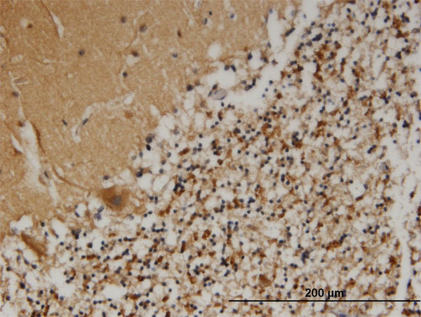 Immunoperoxidase of monoclonal antibody to PCSK1N on formalin-fixed paraffin-embedded human cerebellum. [antibody concentration 3 ug/ml]