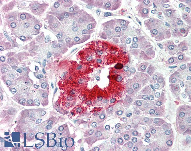 Anti-PCSK1N / PROSAAS antibody IHC staining of human pancreas. Immunohistochemistry of formalin-fixed, paraffin-embedded tissue after heat-induced antigen retrieval. Antibody LS-B10595 concentration 5 ug/ml.