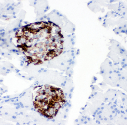 PCSK2 antibody. IHC(P): Rat Pancreas Tissue.
