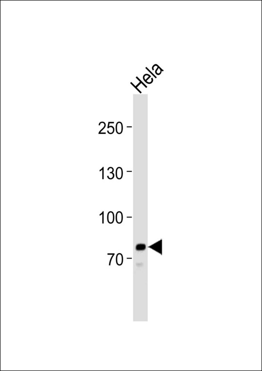 Western blot of lysate from HeLa cell line, using PCSK9 Antibody. Antibody was diluted at 1:1000. A goat anti-rabbit IgG H&L (HRP) at 1:10000 dilution was used as the secondary antibody. Lysate at 35ug.